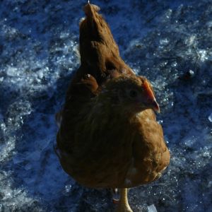 New Hampshire red in winter.