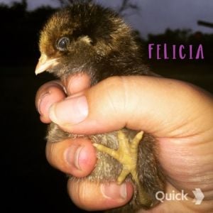 7/10/15    Felicia: Easter Egger