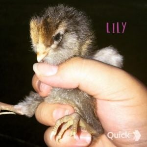 7/10/15    Lily: Easter Egger