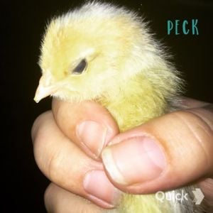 7/10/15    Peck: Easter Egger