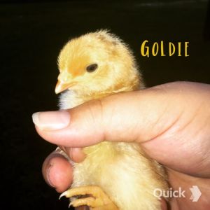 7/10/15    Goldie Hawn: Golden Comet