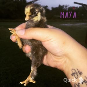 7/10/15    Maya: Golden Lace Cochin