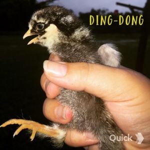 7/10/15    Ding-Dong: Silver Lace Cochin