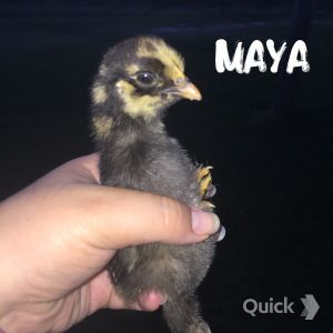 7/16/15 Maya: Golden Lace Cochin