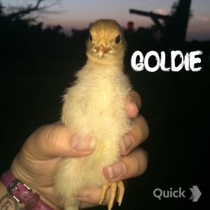 7/16/15 Goldie Hawn: Golden Comet
