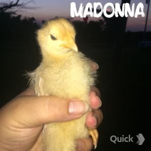 7/14/15 Madonna: Golden Comet