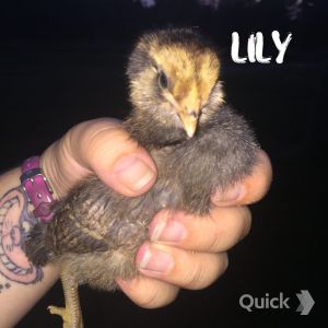 7/16/15 Lily: Easter Egger