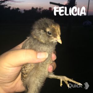 7/16/15 Felicia: Easter Egger