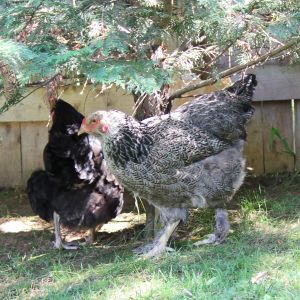 Xoco, Lacey 1 1/2 years old