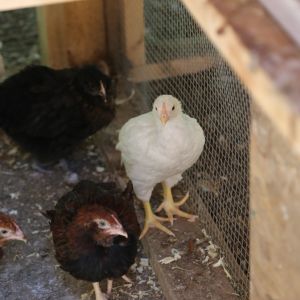 Large Fowl White Cornish at 3 weeks of age.