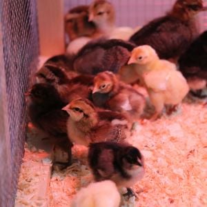 Large Fowl White Cornish and some Egg layer X chicks at 5 days of age