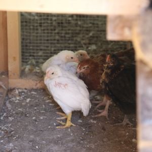 Lare Fowl White Cornish at 3 weeks of age