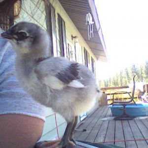 This is Sweetpee wee at 8 days old! Hen is fawn & white Americana & Rooster is an Australorp.