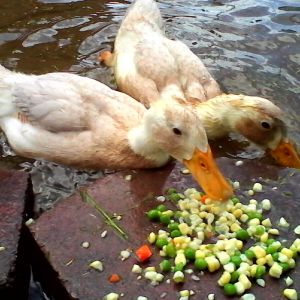 Ms Pekin & Ms Boo at 3 months old