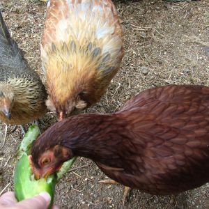 Every so often I take a cucumber and split into two halves, although that can be a bit challenging at times if I want to keep from being pecked.