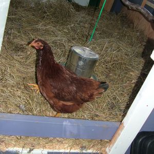 Red ran over as soon as I opened the back or forest side of the coop which is the one I use to change out the water and mess with their food, as well as poop trays.