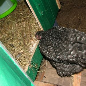 Ruby heading into the coop, is my eldest chick, she's a Silver Cuckoo Maran. She's somewhere between four and five months old here. She seems to be quite independent.