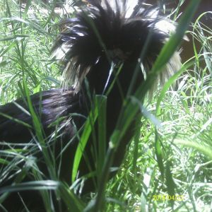 Rasta Rooster, in stealth mode....