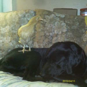 That dog is Mia, a reformed chicken-killer. She has truly seen the light!  Just as well that we can't read her mind....