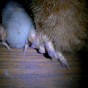 This is the other baby of the mama bird on this album's cover.  Two cozy butts, cuddled up to sleep.