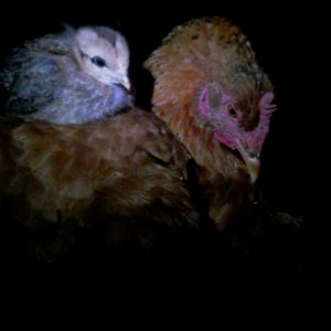 First-time mama, holding one of her two babies.  The other one is under her wing.  I think she is so lovely!  And, she is a wonderful mom.