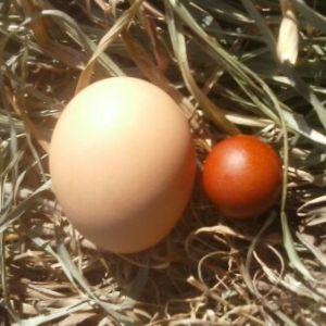 A dog terrified my young cuckoo maran.  The next day, that silly little egg is what she layed.  It really makes me wish I knew more about how those eggs form!  What an odd reaction!