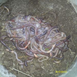 A night's haul of worms for my kids!