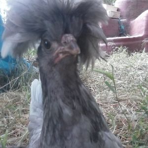 Q-Tip, indignant at my failure to offer treats.