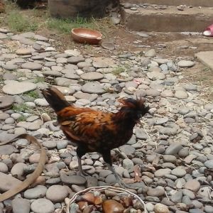 Bird's best buddy, Peck.  One would be lost without the other.