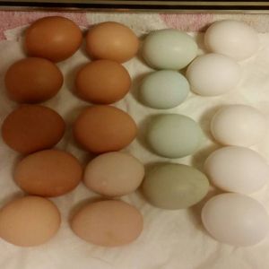 pretty eggs