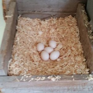 I found Lulu's secret nest! Old English Game hen Banty.