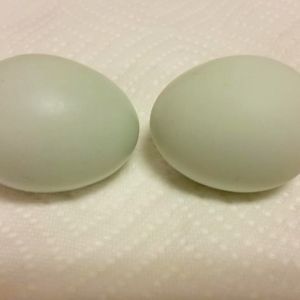 Cream Legbar pullet eggs!  SOOOOOO tiny!!!