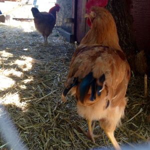 Young cockerel - Buff Orph x Easter Egger
