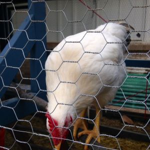 Young cockerel - Buff Orph x Delaware