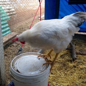 Young cockerel - Buff Oroh x Delaware