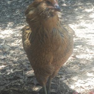 Caramel, female Americana. Likes Geckos, mice and worms. Got her as a pullet, she looks just like her mom which is where I got her name.