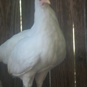 One of my crazy Leghorns, got the sisters as chicks. Cant wait until they start laying eggs.