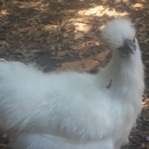 This is Silkie and yes, she is a Slikie. I got so creative with her name, lol. She is Booths wife. I am fully expecting them to make chicks for me to sell.