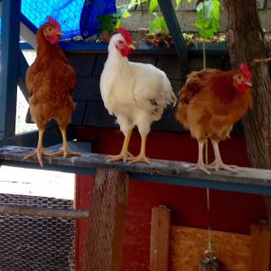 Three of our five young cockerels from our hatch,