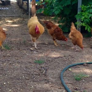 Rocco and his young pullets