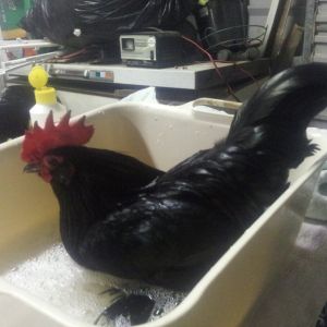 Little Roo enjoying his bath!!!