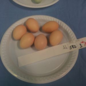 Got 3rd for Sussex eggs