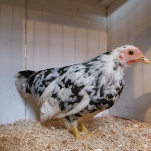 Japanese pullet at Moss Vale poultry auction