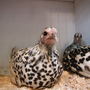 Hamburg pullets at Moss Vale poultry auction