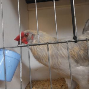 aracauna rooster at moss Vale poultry auction