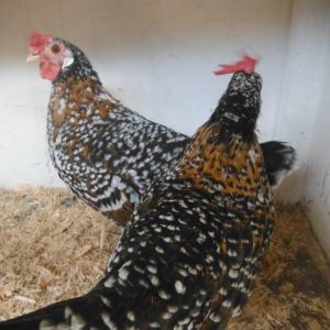 red ancona hens at Moss Vale poultry auction