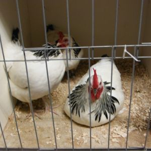 light Sussex bantam trio at Nowra poultry show