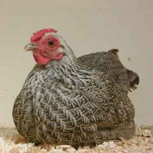 whyndotte hen at the Nowra poultry auction