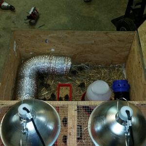 Custom quail brooder, with toys. 50 quail total