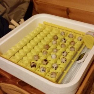 Jumbo coturnix quail eggs.  They do not fit properly in the quail egg automatic turner. 8 eggs were crushed whilst incubating